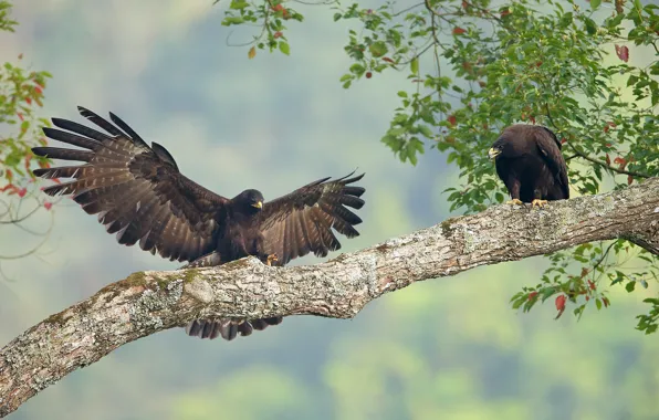 Birds, tree, branch, pair, Eagle-oviphages