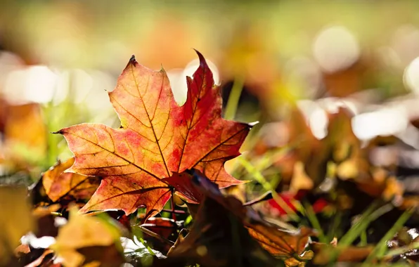 Picture autumn, grass, leaves, macro