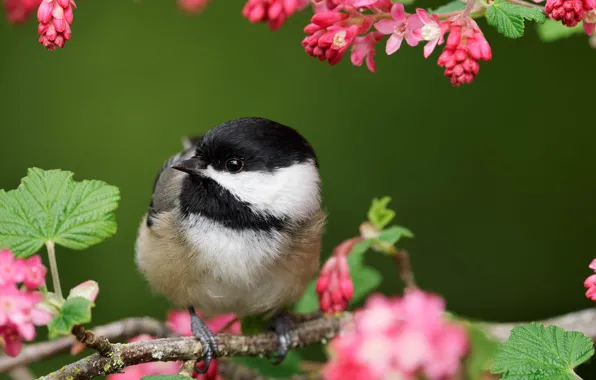 Flowers, pose, bird, branch, spring, pink, flowering, bokeh