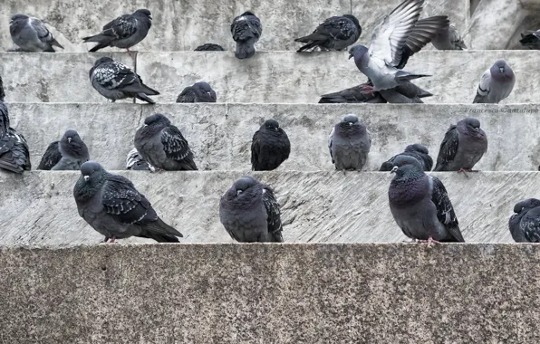 Birds, the city, pigeons