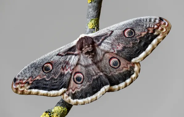 Macro, grey, background, pattern, butterfly, branch, insect, grey