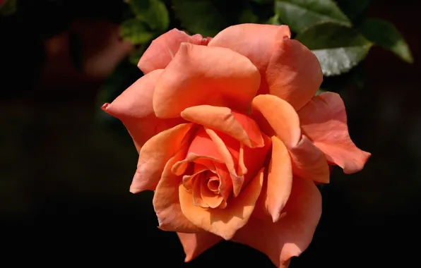 Picture macro, roses, buds