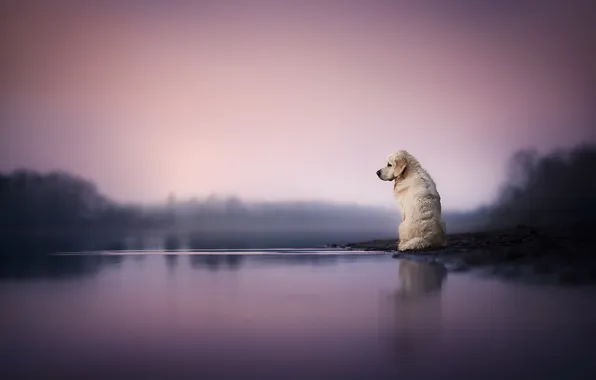 Loneliness, each, dog