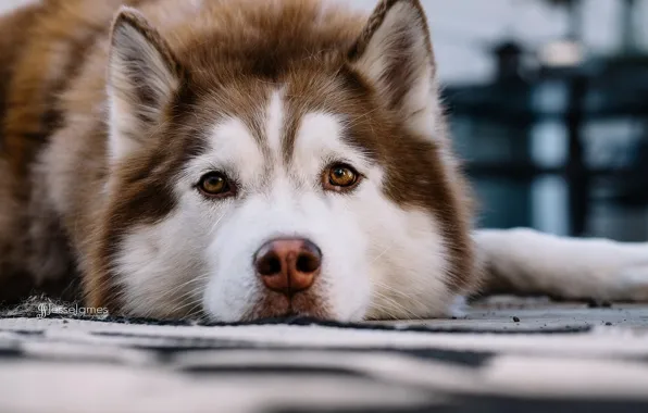 Look, each, dog
