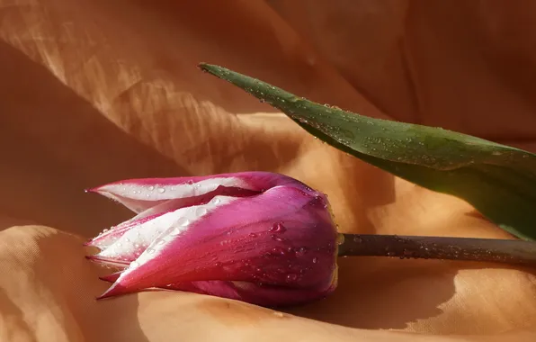 Flower, tulips, blooming