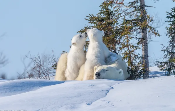 Picture winter, animals, snow, trees, predators, bears, bears, bear