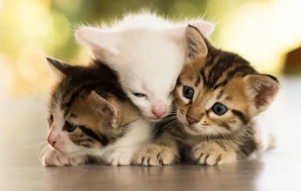 Animals, kittens, trio
