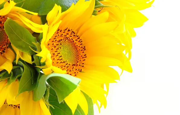 Picture sunflowers, flowers, petals, leaves