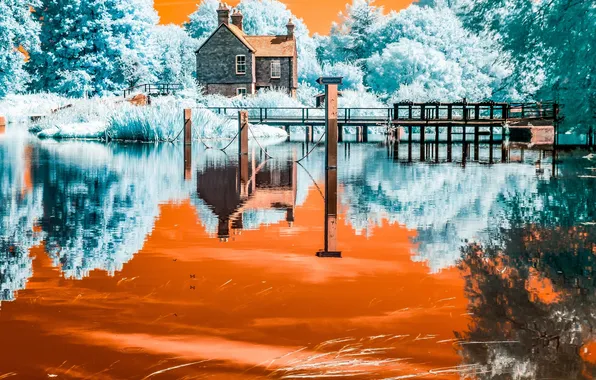 Picture color, trees, house, river, the bridge