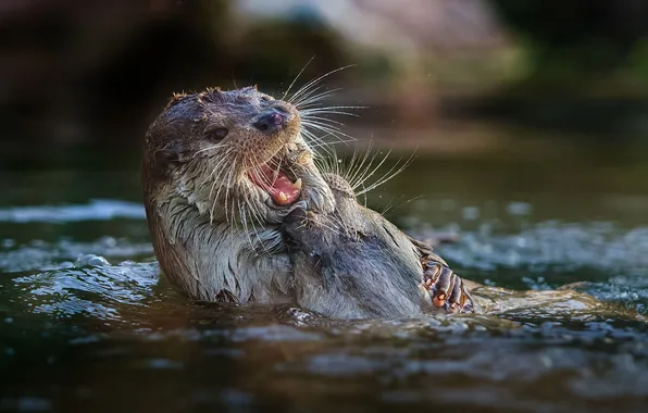 Picture water, fight, otters