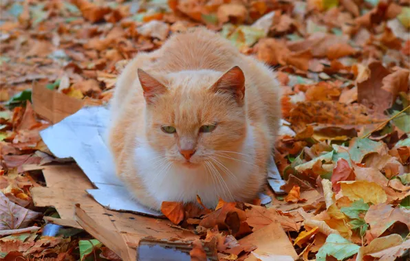 Cat, Autumn, Fall, Foliage, Autumn, Cat, Leaves