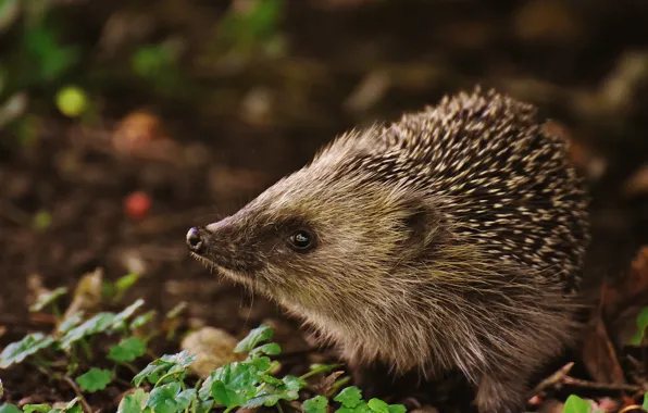 Animals, hedgehog baby, young hedgehog