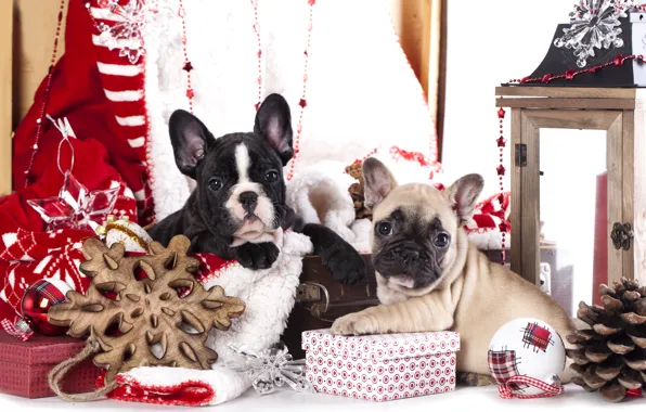 Dogs, decoration, puppies, gifts, French bulldog