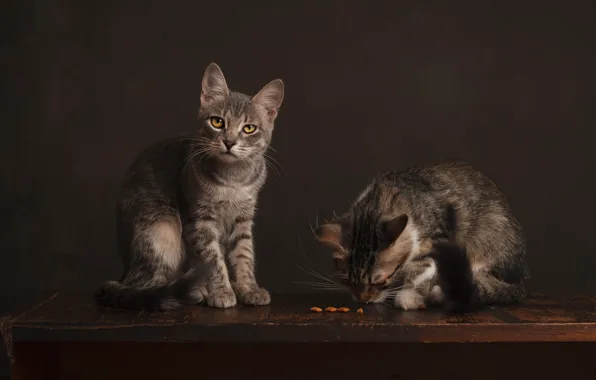 Look, cats, pose, the dark background, kitty, table, grey, muzzle