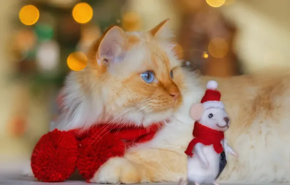 Cat, cat, look, pose, glare, toy, fluffy, mouse