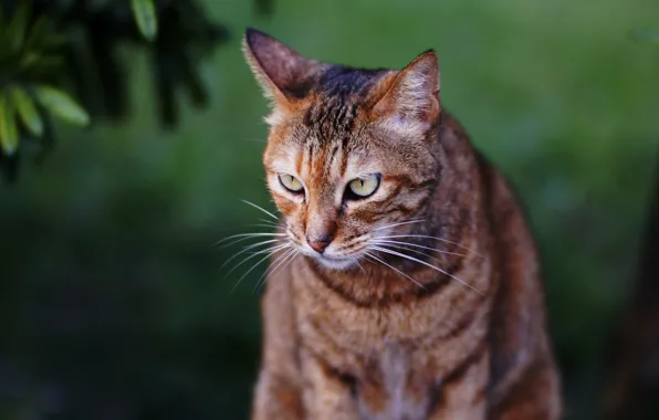 Eyes, cat, background, Kota