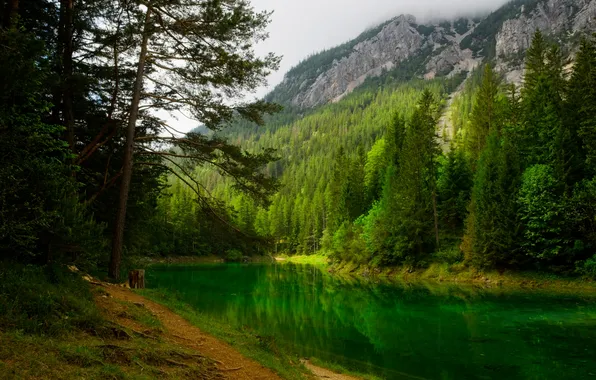 Forest, summer, mountains, branches, lake, shore, the slopes, ate