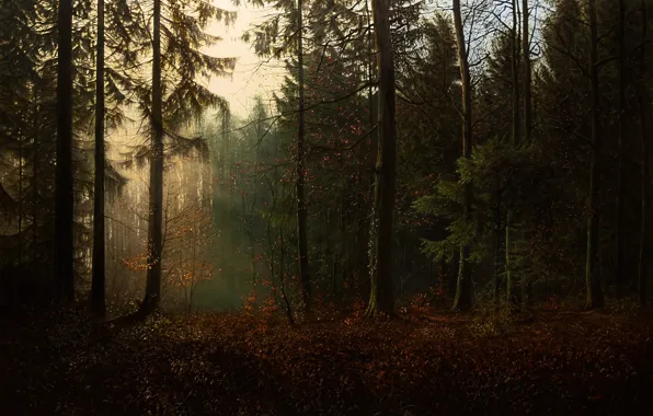 Figure, Autumn, Trees, Forest, Dawn, Picture, Painting, Needles