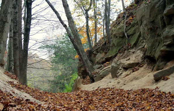 Picture foliage, Autumn, autumn, leaves, fall