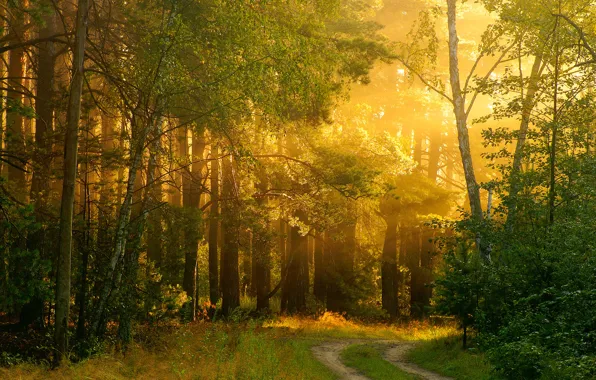 Picture road, forest, light, nature, heat