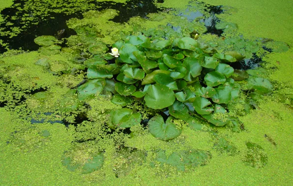 Greens, leaves, water, pond, pond, water lilies, duckweed