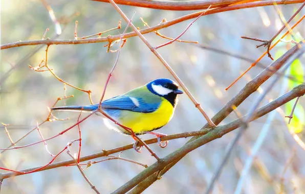 Branches, microsemi, bird, beautiful, titmouse, bright color