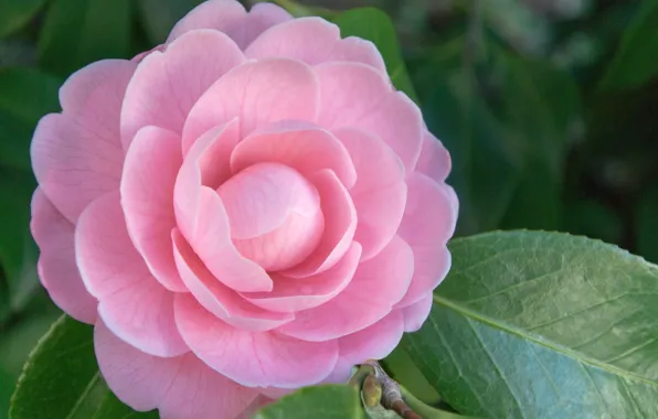 Picture macro, pink, Camellia