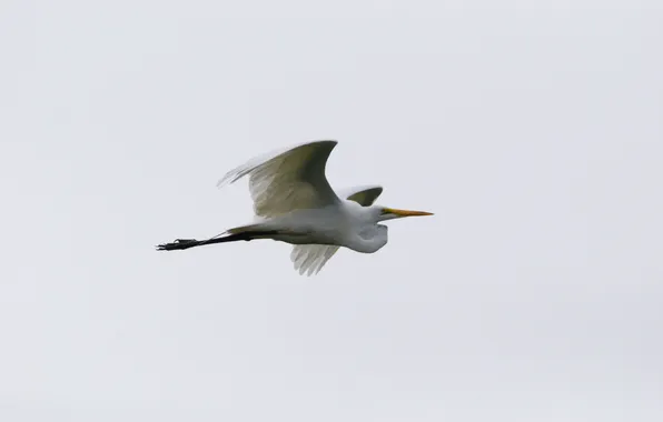 Bird, in flight, white egret, Scarborough