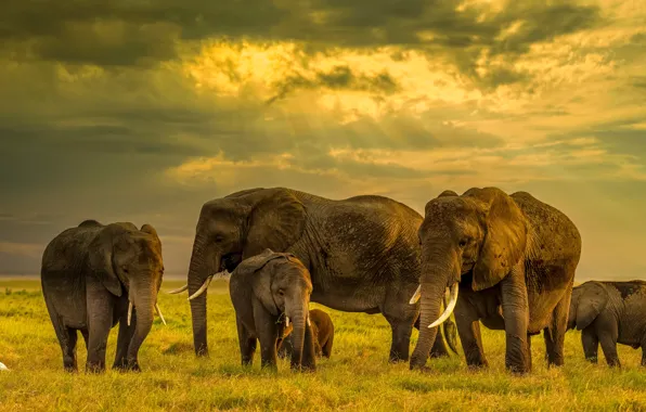 Field, elephant, elephants, family, the herd, the elephant, elephant, a herd of elephants