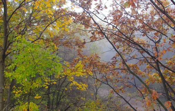 Autumn, tree, fall, twig