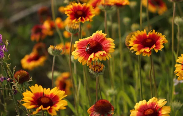 Flowers, bee, garden, orange, flowerbed, gaylardiya