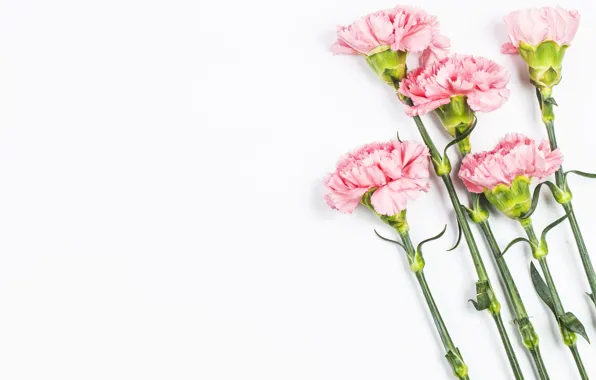 Picture flowers, white background, clove