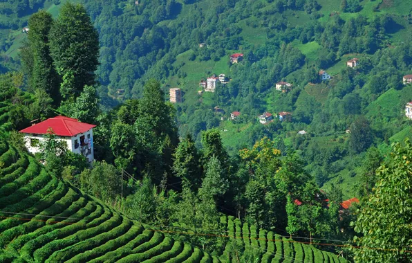 Nature, Mountains, Trees, Nature, Turkey, Turkey, Mountains, Trees