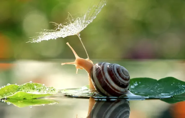 Picture nature, snail, umbrella