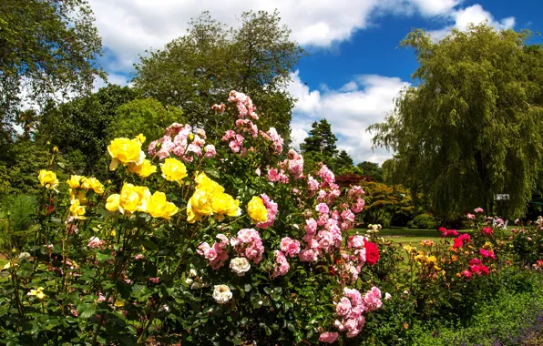 Picture greens, summer, the sun, clouds, trees, flowers, Park, UK