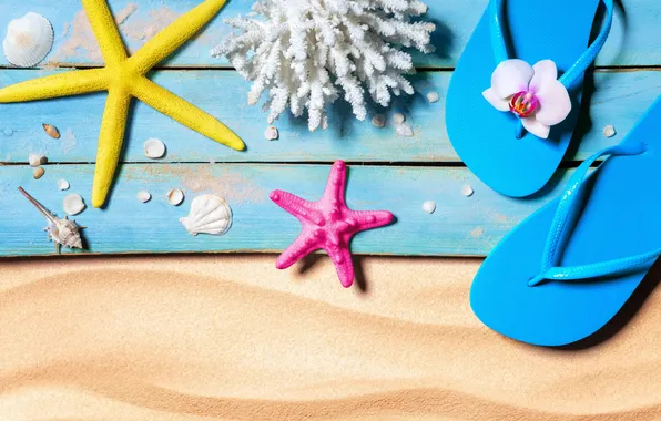 Beach, summer, stars, stay, shell, summer, beach, vacation