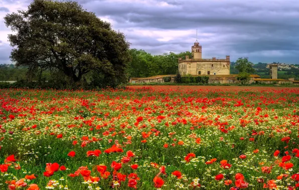 Field, summer, clouds, flowers, castle, tree, the building, view