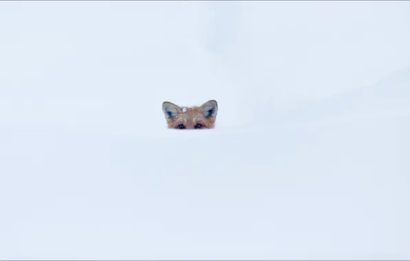 Picture fox, animals, oops, snow, secret