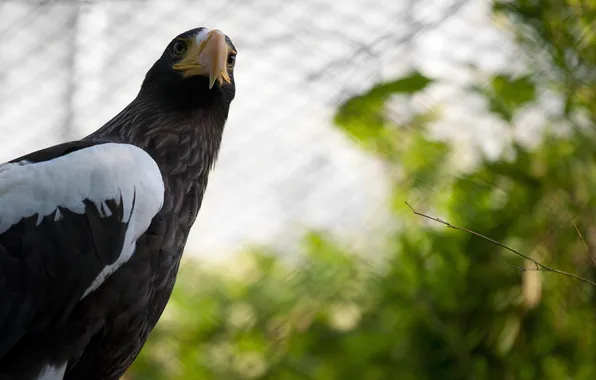 Picture wings, branch, cell, beak, Eagle, eagle