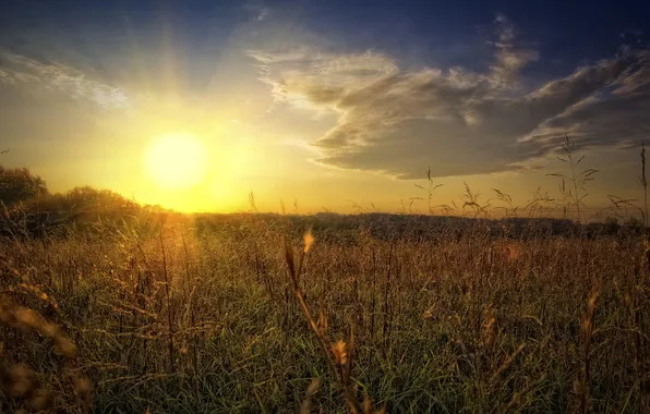Field, grass, the sun, macro, nature, photo, field, beautiful Wallpapers for desktop