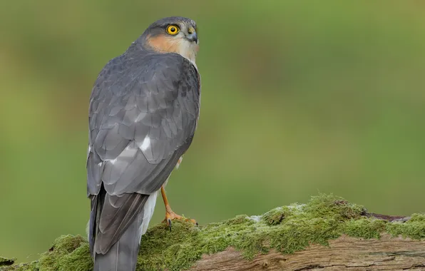 Bird, moss, log, back, tail, Sparrowhawk