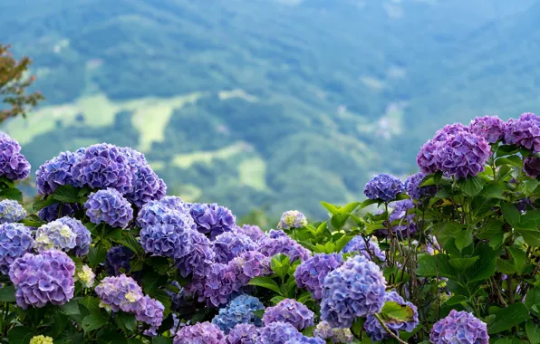 Picture purple, the bushes, hydrangea