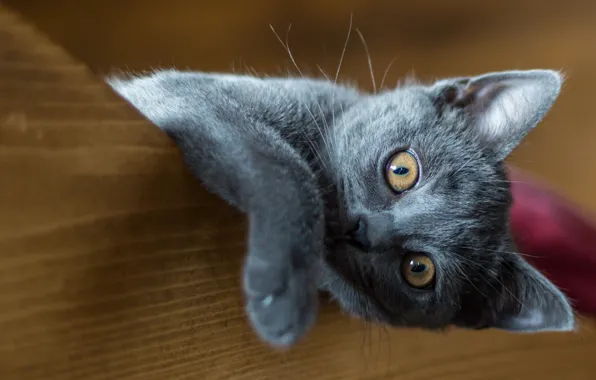 Cat, eyes, look, kitty, grey, background, the game, paw