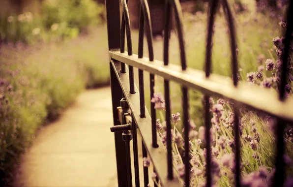 Flowers, nature, the fence, gate, blur, wicket, lavender