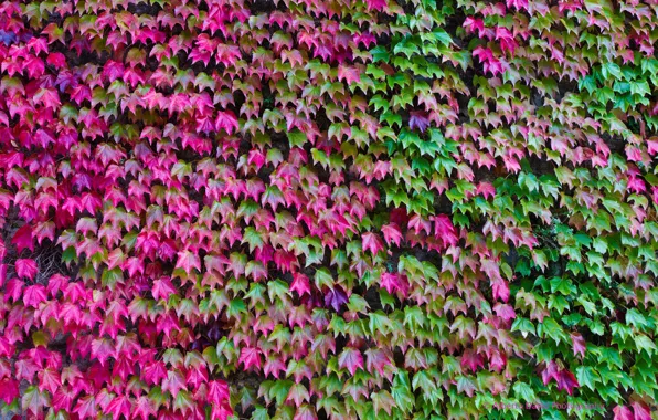 Picture autumn, leaves, color, ivy