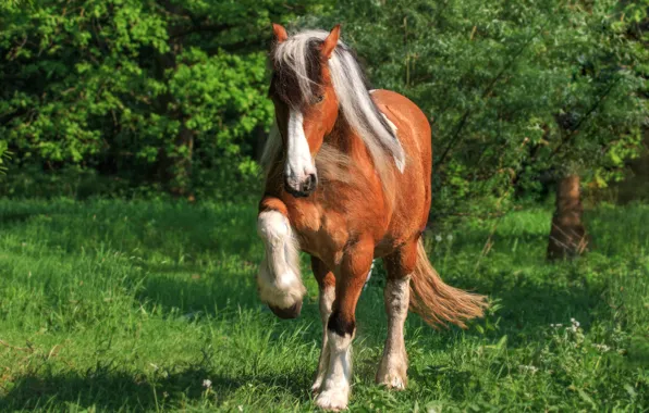 Grass, nature, pose, background, horse, horse, hooves, chestnut