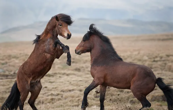 The steppe, the game, horses, horse, fight, pair