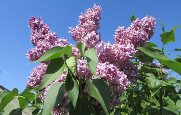 Flowers, lilac, lilac, spring 2018, Meduzanol ©