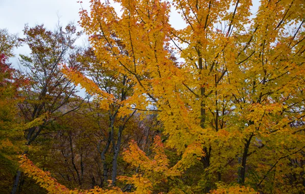 Picture leaves, trees, branch, Autumn, trees, nature, yellow, yellow