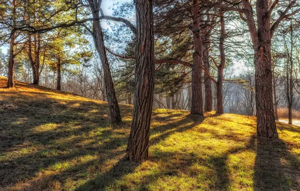 Picture autumn, trees, landscape, nature, Park, slope, Paul Sahaidak